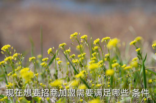 现在想要招商加盟需要满足哪些 条件