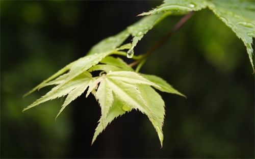 市场占有率的公式,企业如何做市场占有率分析?